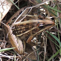 Grass Frog, Ptychadena, photo © Michael Plagens