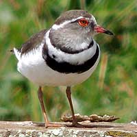 Three-Banded Plover, photo © Michael Plagens