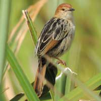 Winding Cisticola, © Michael Plagens