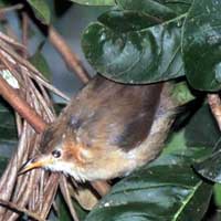 Red-faced Cisticola, © Michael Plagens