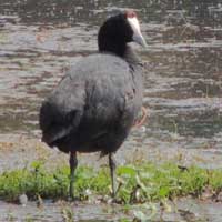 Red-knobbed Coot, © Michael Plagens