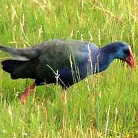 Purple Swamphen, photo © Michael Plagens