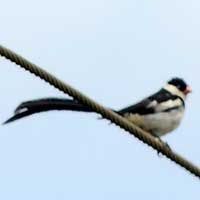 Pin-tailed Whydah © Michael Plagens