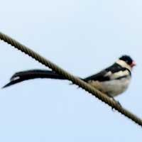 Pin-tailed Whydah