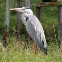 Gray Heron in Kenya, © Michael Plagens