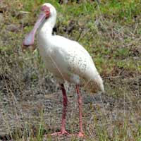 African Spoonbill