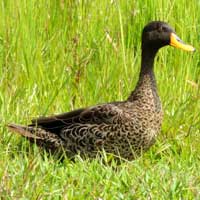 Yellow-billed Duck photo © Michael Plagens