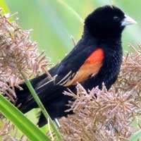 Fan-tailed Widowbird photo © Michael Plagens