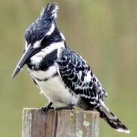 Pied Kingfisher photo © Michael Plagens