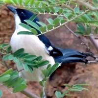 Tropical Boubou © Michael Plagens