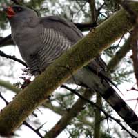 Gabar Goshawk, Micronisus gabar, photo © Michael Plagens