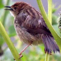 Short-winged Cisticola, © Michael Plagens