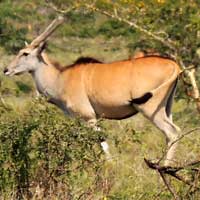 Eland Antelope photo © Mike Plagens