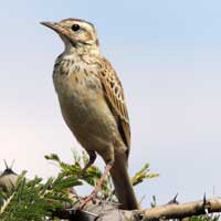 Fawn Colored Lark, Calendulauda alopex, © Michael Plagens