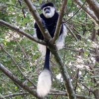 Black-and-White Colobus