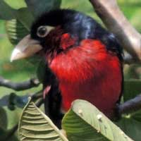 Double-toothed Barbet, photo © Michael Plagens