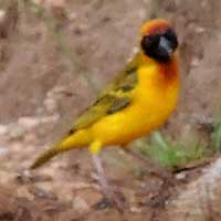 Masked Weaver, Ploceus velatus, © Michael Plagens