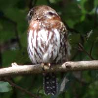 Pearl-spotted Owlet, © Michael Plagens