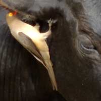 Red-billed Oxpecker