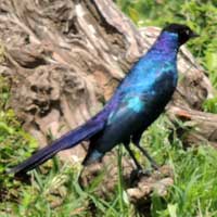 Ruppell's Glossy-Starling © Michael Plagens