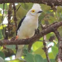 White-crested Helmet-shrike, Prionops plumatus, © Michael Plagens