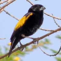 Yellow Bishop, Euplectes capensis, © Michael Plagens