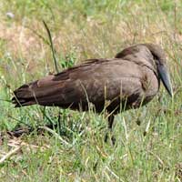 Hammerkop © Michael Plagens