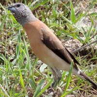 Gray-headed Silver-bill, Lonchura griseicapilla, © Michael Plagens