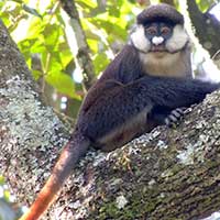 Red-tailed Monkey photo © Mike Plagens