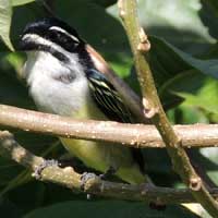 Yellow-rumped Tinkerbird, © Michael Plagens