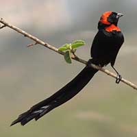 Red-collared Widowbird © Michael Plagens