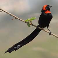 Red-collared Widowbird