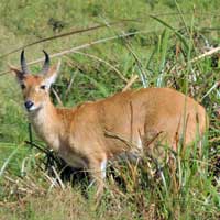 Reedbuck, Redunca redunca photo © M Plagens