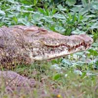 Nile Crocodile