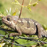 High-casqued Chameleon