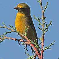 White-bellied Canary, Serinus dorsostriatus, © Michael Plagens