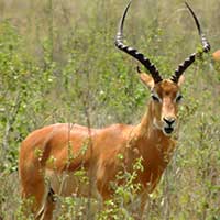 Impala photo © Mike Plagens