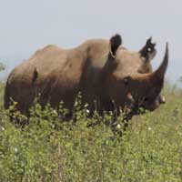 Black Rhinoceros photo © M Plagens