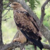 Tawny Eagle photo © Michael Plagens