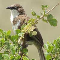 Northern Pied Babbler, Turdoides hypoleuca, © Michael Plagens