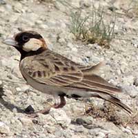 Fischer's Sparrow-Lark, Eremopterix leucopareia, © Michael Plagens