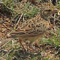 Fischer's Sparrow-Lark, Eremopterix leucopareia, © Michael Plagens