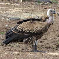 Rüppell's Vulture, photo © Michael Plagens