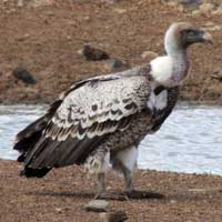 White-backed Vulture, photo © Michael Plagens