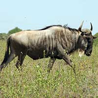 Blue Wildebeest