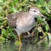 Wood Sandpiper