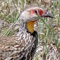 Yellow-necked Spur-Fowl © Michael Plagens