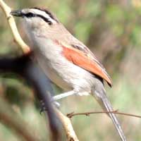 Brown-crowned Tchagra