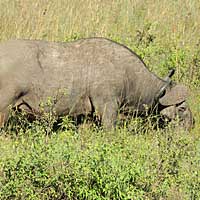 Cape Buffalo photo © Mike Plagens