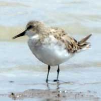 Little Stint, Calidris minuta, photo © Michael Plagens